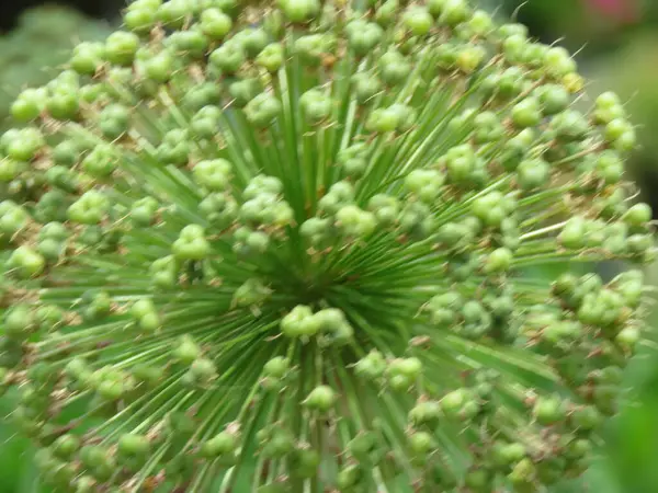 Güzel botanik fotoğrafı, doğal duvar kağıdı.