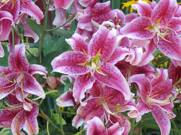 Bahçedeki güzel çiçekler