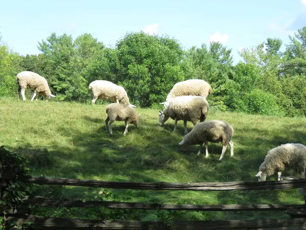 dağlarda bir mera üzerinde koyun