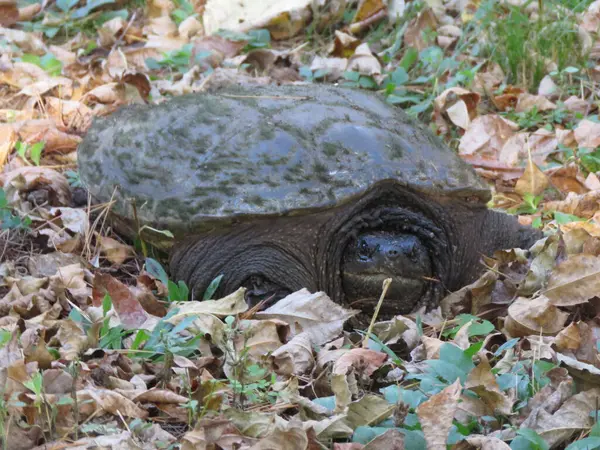 Kaplumbağa çimlerde
