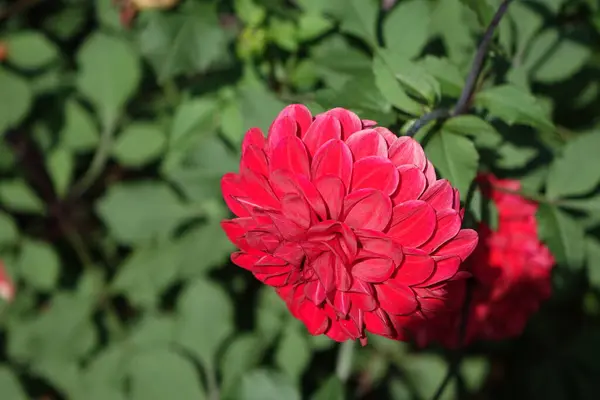 Bahçedeki kırmızı çiçekler