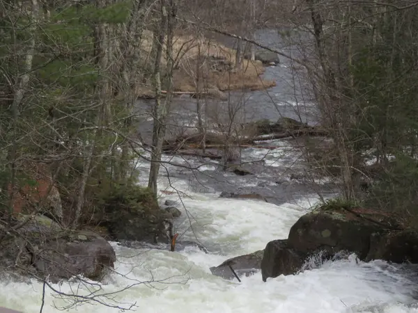Ormanda şelalesi olan bir nehir