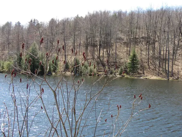 Göl ve orman. bahar.