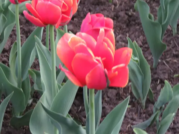 Bahçedeki güzel laleler