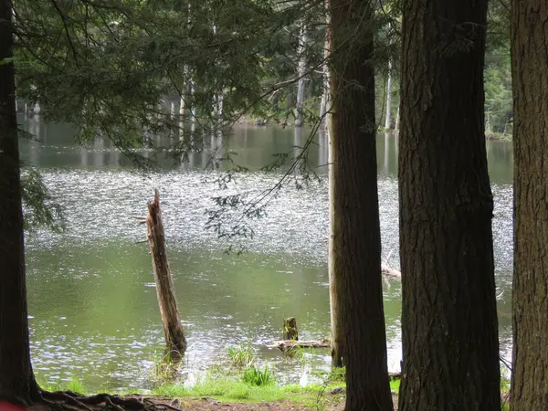 Ormandaki ağaçlar ve otlarla gölün güzel doğası.