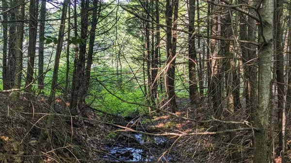 Ağaçları ve yosunları olan güzel yeşil orman