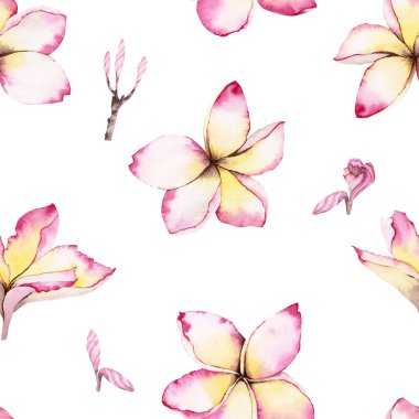 Pembe Plumeria çiçekleri Frangipani olarak da bilinir. Hassas, soyut, suluboya, kusursuz desen. Arkaplan, ambalaj kağıdı ve kumaş tasarımları için mükemmel bir koleksiyon