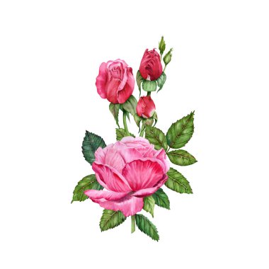 Gül ve Buds suluboya çiçek çizimi. Yeşil tomurcuklu el çizimi pembe ve kırmızı çiçekler. Kart, hediye, ambalaj, çelenk, düzenlemeler, düğün davetiyeleri, yıldönümü, doğum günü, logo ve daha fazlası için DIY tasarımı.