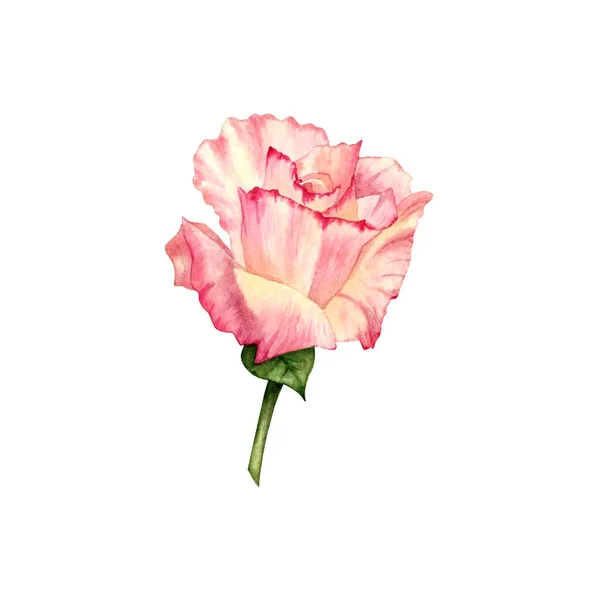 Акварельна Троянда Квіткова Ілюстрація Рука Намальована Квітка Персикового Кольору Зеленим — стокове фото
