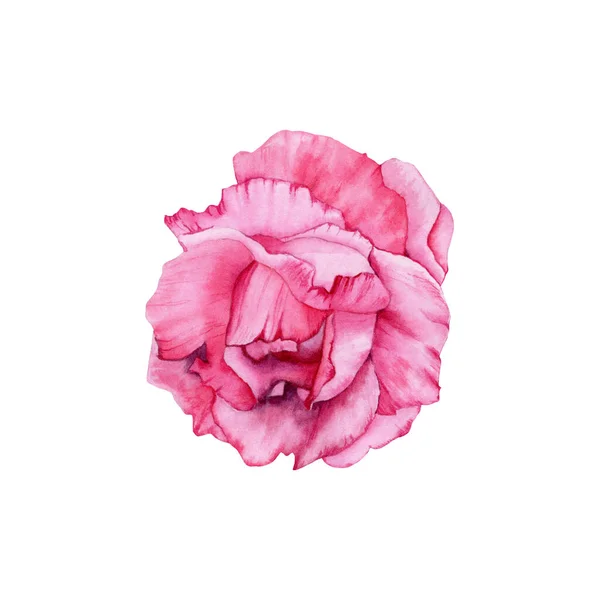 Acuarela Ilustración Floral Rosa Flor Rosada Dibujada Mano Diseño Bricolaje — Foto de Stock