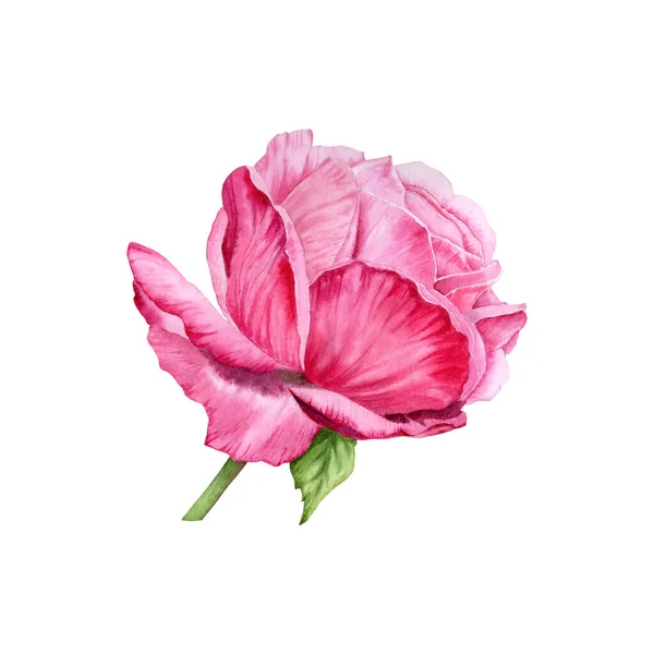 Акварельна Троянда Квіткова Ілюстрація Рука Намальована Рожева Квітка Зеленим Листям — стокове фото