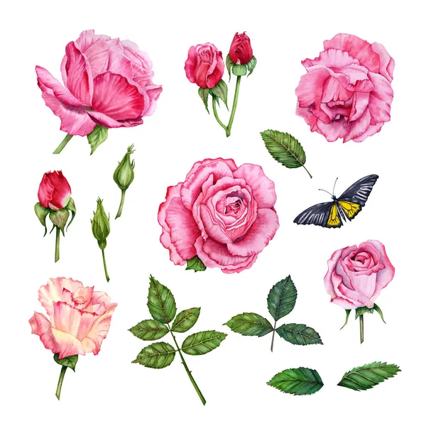 Aquarelle Roses Ensemble Illustration Florale Fleurs Feuilles Vertes Éléments Bourgeons — Photo