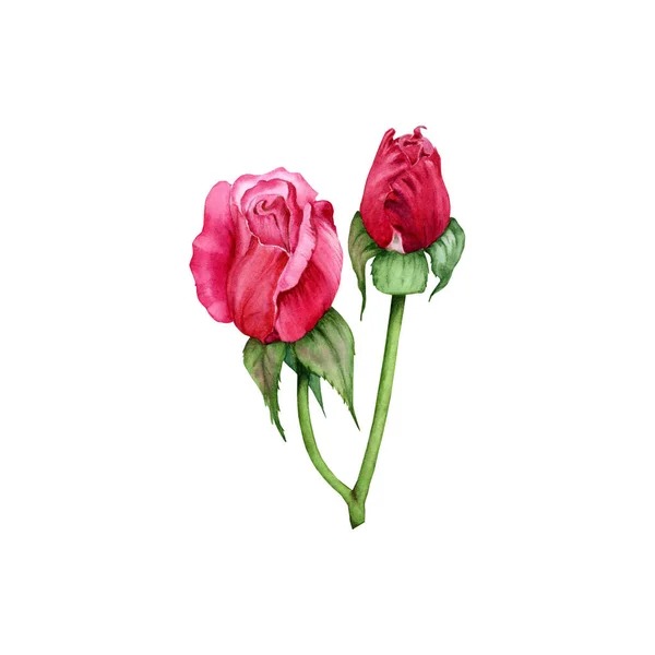 Acquerello Rose Bud Illustrazione Elemento Floreale Disegnato Mano Con Gambo — Foto Stock