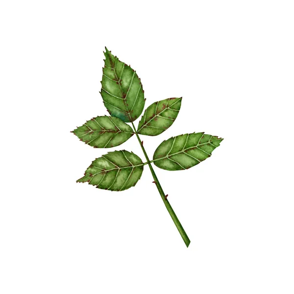 Цветок Розы Зеленый Листья Акварельная Иллюстрация Diy Дизайн Открыток Подарков — стоковое фото