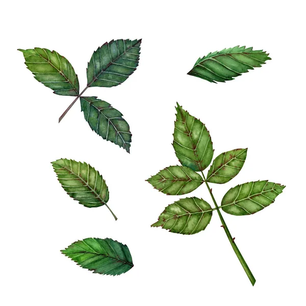 Цветок Розы Зеленый Листья Акварельная Иллюстрация Diy Дизайн Открыток Подарков — стоковое фото