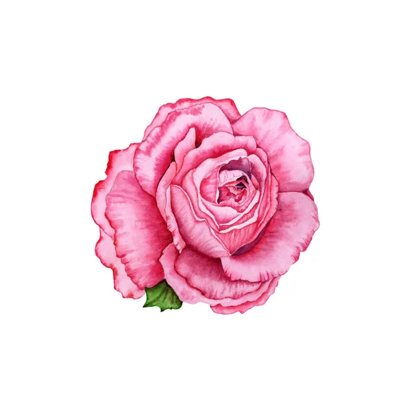 Watercolor Rose floral illustration. Hand drawn pink flower with green leaves. DIY design for cards, gifts, bouquets, wreaths, arrangements, wedding invitations, anniversary, birthday, logo and more.