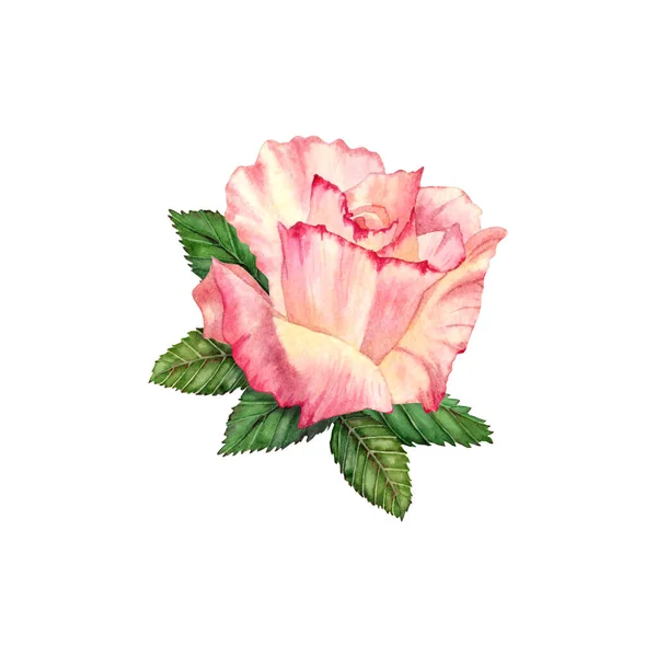 Acquerello Rosa Illustrazione Floreale Fiore Colore Pesca Disegnato Mano Con — Foto Stock