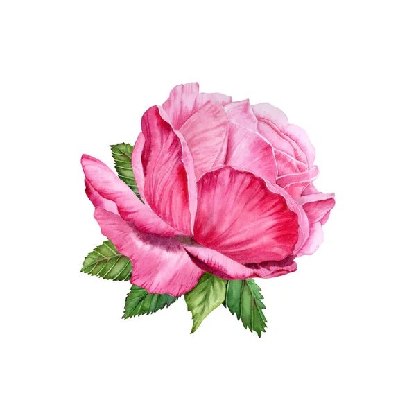 Akvarell Rózsa Virágos Illusztráció Kézzel Rajzolt Rózsaszín Virág Zöld Levelekkel — Stock Fotó