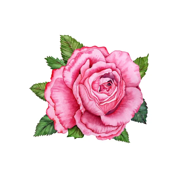 Watercolor Rose floral illustration. Hand drawn pink flower with green leaves. DIY design for cards, gifts, bouquets, wreaths, arrangements, wedding invitations, anniversary, birthday, logo and more.