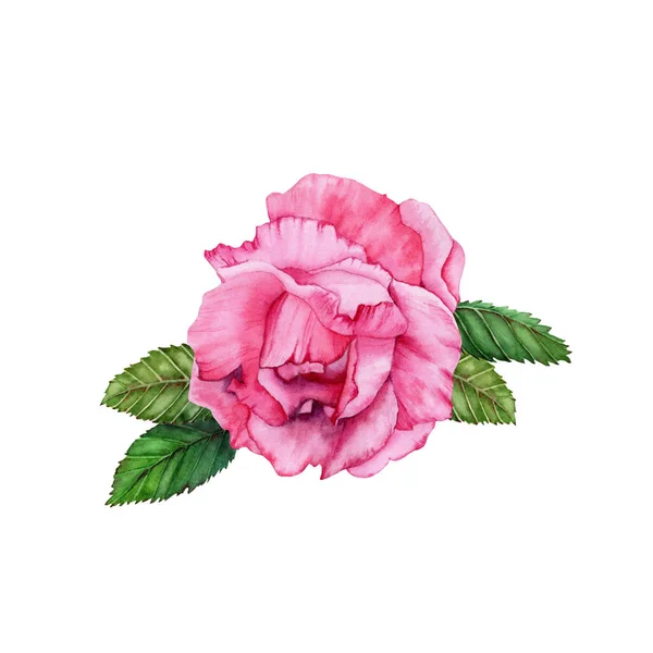 Acquerello Rosa Illustrazione Floreale Fiore Rosa Disegnato Mano Con Foglie — Foto Stock