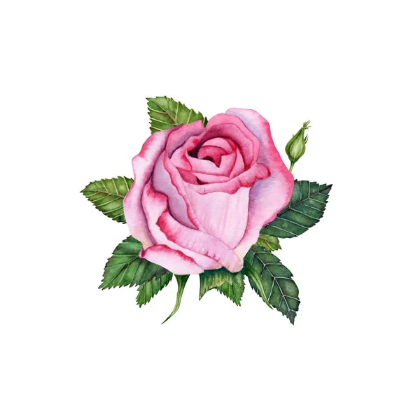 Aquarelle Rose Illustration Florale Fleur Rose Dessinée Main Avec Feuilles — Photo