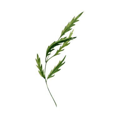 Beyaz arka planda yeşil yeşil yapraklı suluboya çizim elementi. Şık yeşillik kutlama, kutlama tasarımları, kartlar, davetiyeler, ambalajlar ve daha fazlası için harika..