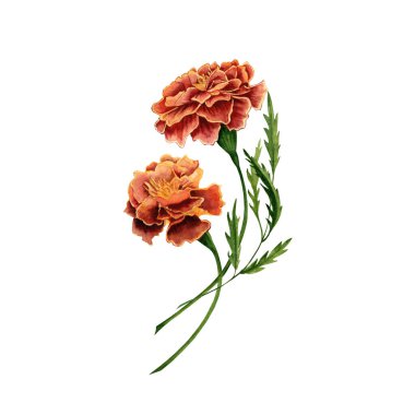 Marigold aynı zamanda tagetes çiçeği olarak da bilinir suluboya resimleme tasarımı beyaz arka planda. Kutlama kartları, kutlamalar, davetiyeler ve diğer tasarımlar için el çizimi renkli çiçekler.