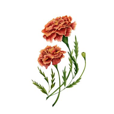 Marigold aynı zamanda tagetes çiçeği olarak da bilinir suluboya resimleme tasarımı beyaz arka planda. Kutlama kartları, kutlamalar, davetiyeler ve diğer tasarımlar için el çizimi renkli çiçekler.