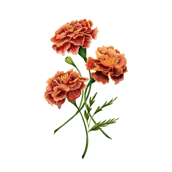 Marigold Néven Ismert Tagetes Virágok Akvarell Illusztráció Design Fehér Háttér — Stock Fotó