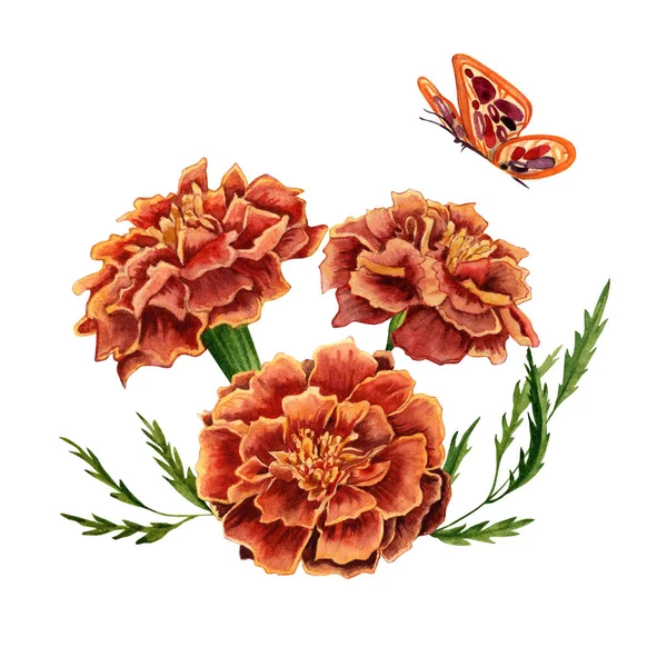 Marigold Επίσης Γνωστή Tagetes Λουλούδια Σχέδιο Εικονογράφηση Ακουαρέλα Λευκό Φόντο — Φωτογραφία Αρχείου
