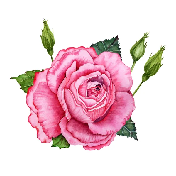 Bella Illustrazione Botanica Con Acquerello Rosa Rosa Boccioli Fiori Verdi — Foto Stock