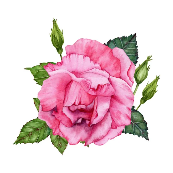 Hermosa Ilustración Botánica Con Acuarela Rosa Rosa Brotes Flores Verdes — Foto de Stock
