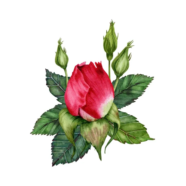 Aquarelle Rose Rouge Avec Des Feuilles Vertes Des Boutons Floraux — Photo