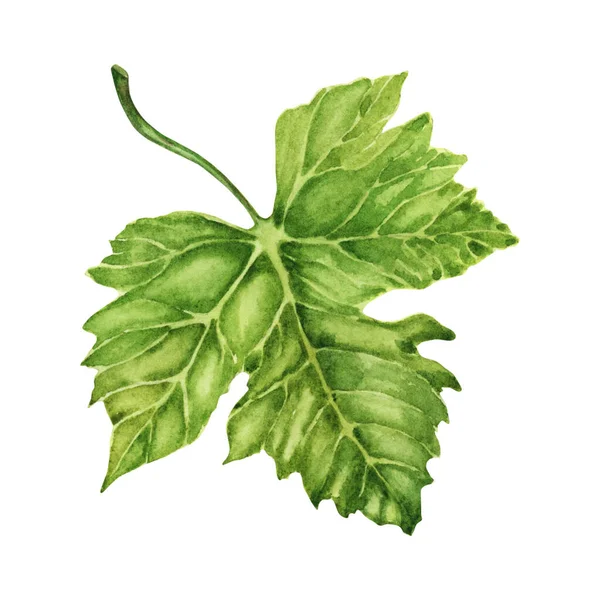 Aquarell Illustration Eines Grünen Weinblattes Isoliert Auf Weißem Hintergrund — Stockfoto