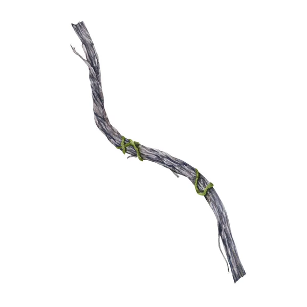 stock image Old vine illustration isolated on white background. Hand drawn watercolor branch.