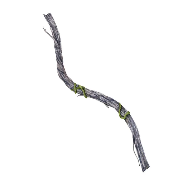 Stock image Old vine illustration isolated on white background. Hand drawn watercolor branch.