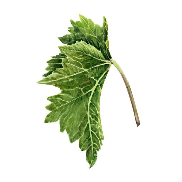 Aquarell Illustration Einer Grünen Weinrebe Blatt Isoliert Auf Weißem Hintergrund — Stockfoto
