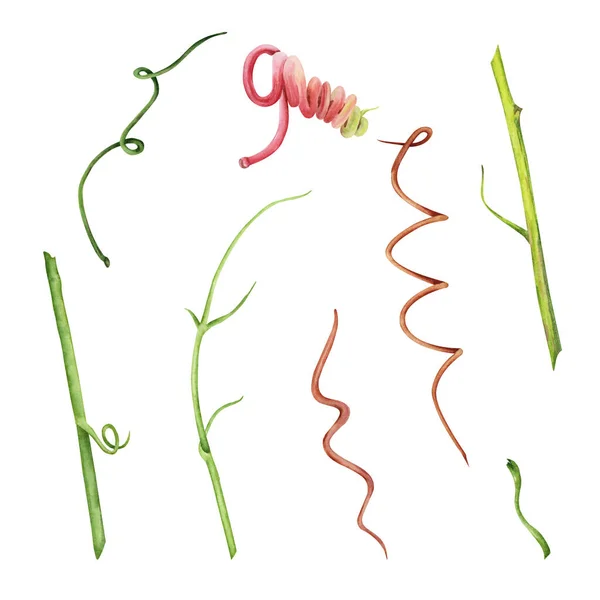 Акварельный Набор Зеленых Веток Розовыми Спиральными Элементами Ручной Рисунок Стебля — стоковое фото