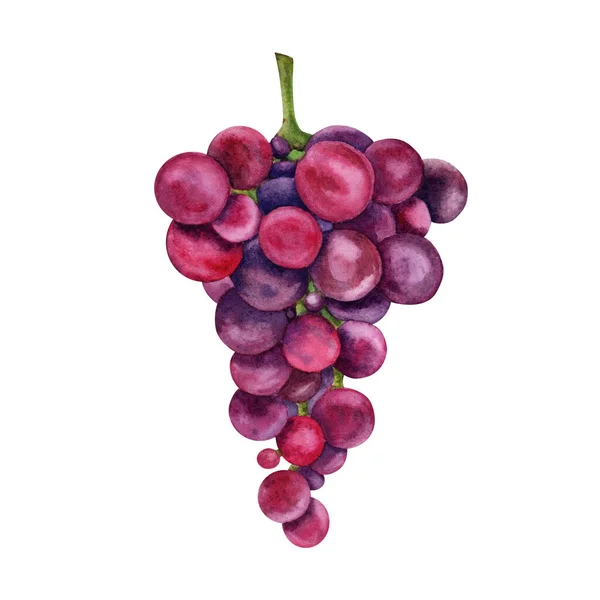 Wat Rode Druiven Aquarelillustratie Geïsoleerd Witte Achtergrond — Stockfoto