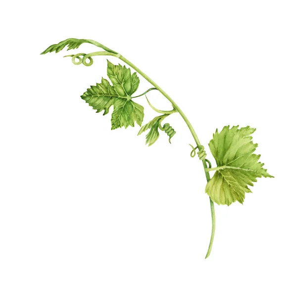 Gałąź Winogronowa Zielonymi Liśćmi Czubkami Odizolowana Białym Tle Ręcznie Rysowane — Zdjęcie stockowe