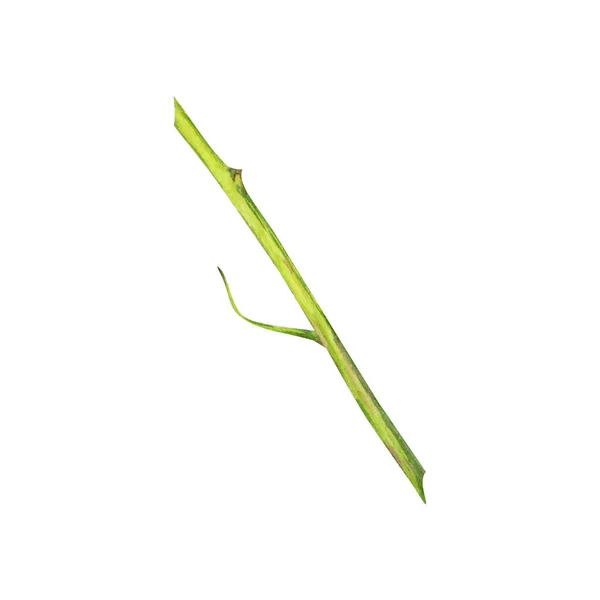 水彩绿的藤条元素 白色背景上手工绘制的孤立植物茎图 — 图库照片