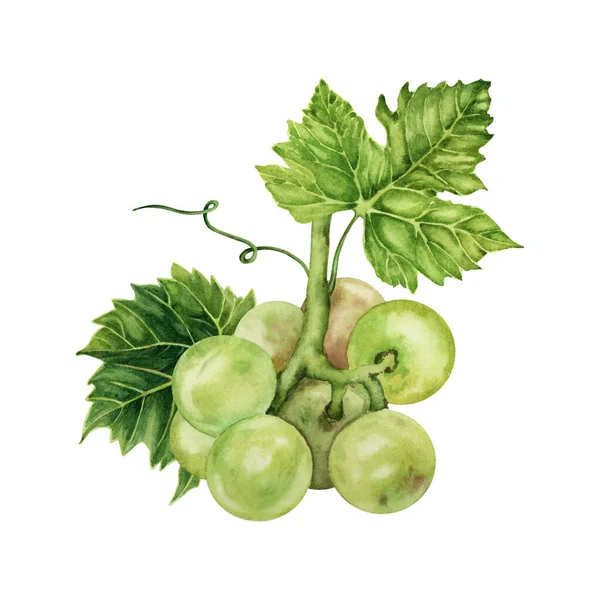 Hromada Zelených Hroznů Zeleným Vinným Listem Ručně Kreslené Akvarel Ilustrace — Stock fotografie