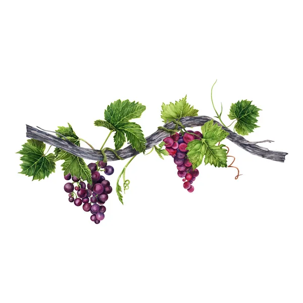 Bunch Grapes Leaves Old Vine Isolated White Background Hand Drawn — Stock Photo, Image