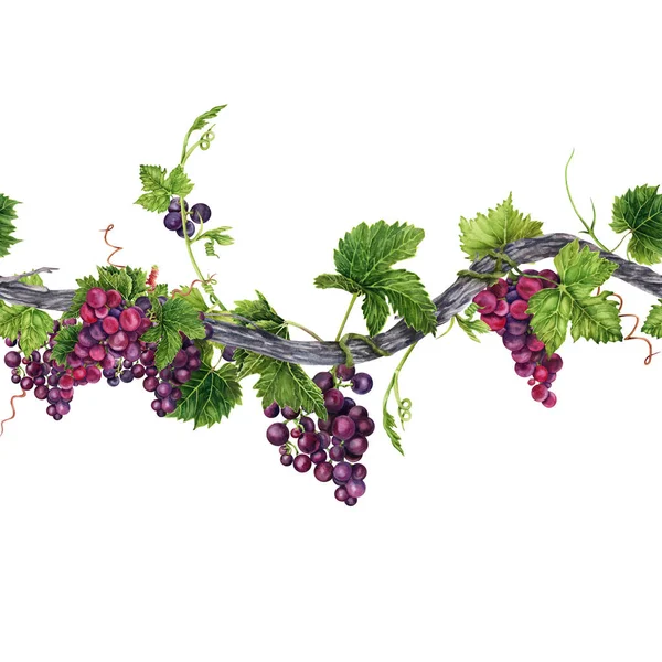 Seamless Border Long Grape Vine Green Leaves Tendrils Bunch Grapes — Stock Photo, Image