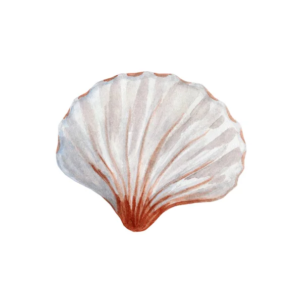 Watercolor Seashell Isolated White Background Hand Drawn Illustration — Stock Photo, Image