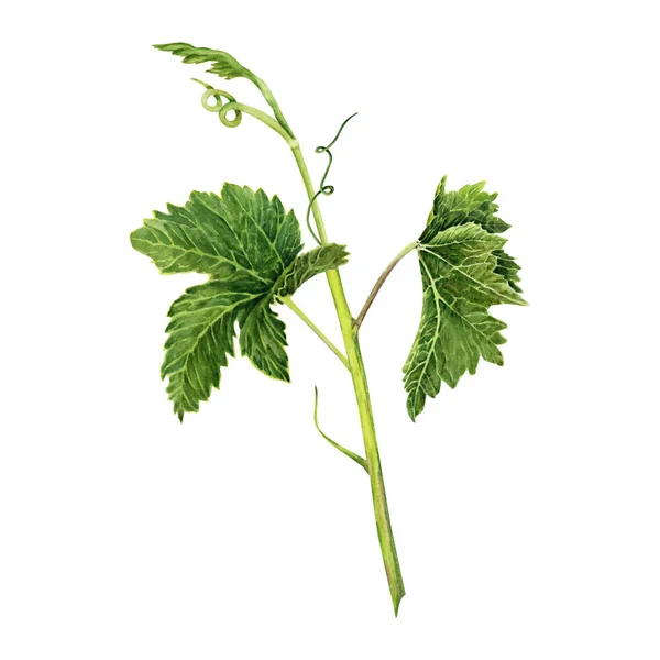 Виноградная Ветвь Зелеными Листьями Усиками Изолирована Белом Фоне Ручная Рисованная — стоковое фото
