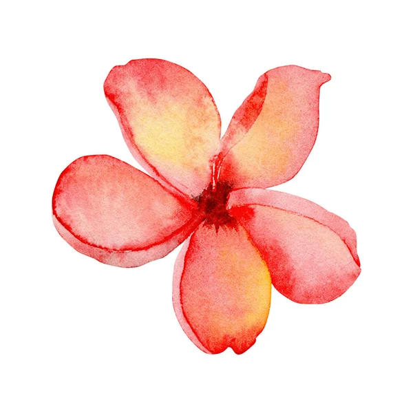 Plumeria Fleur Tropicale Illustration Aquarelle Abstraite Dessinée Main Élément Conception — Photo