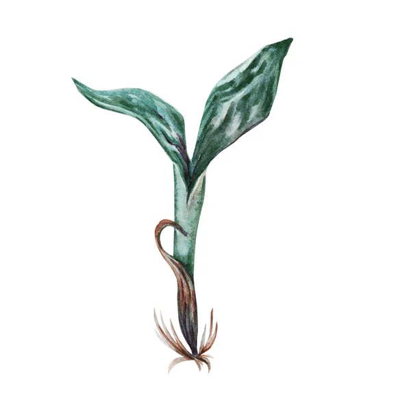 绿色水生植物的水彩画 其根部在白色背景上隔离 手绘设计元素 — 图库照片