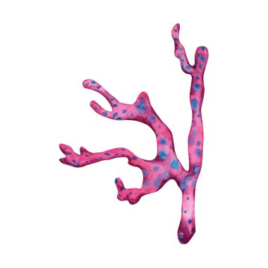 Yumuşak pembe bir mercanın elle çizilmiş suluboya çizimi. Beyaz arkaplanda izole edilmiş renkli resif sualtı tasarım elementi.