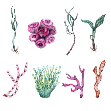 Deniz yosunu, su bitkileri ve resif mercanları koleksiyonu. Sualtı Tropikal Koleksiyonu. Deniz Hayatı Tasarımları için. Elementler Denizi Altında.